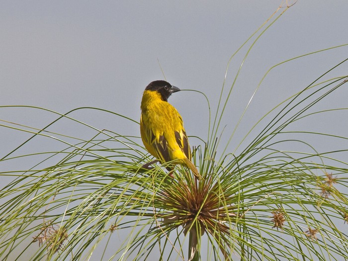 Golden-backed WeaverCanon 7DFocal length 420mm1/800 sec exposureF7.1ISO 400