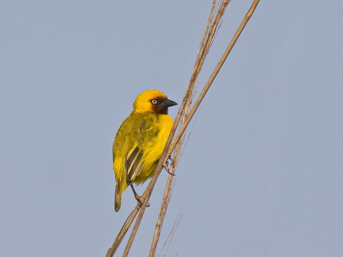 Northern Brown-throated WeaverCanon 40DFocal length 400mm1/1250 sec exposureF7.1ISO 400