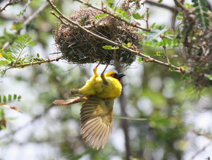 Northern Brown-throated WeaverCanon 40DFocal length 400mm1/400 sec exposureF7.1ISO 400