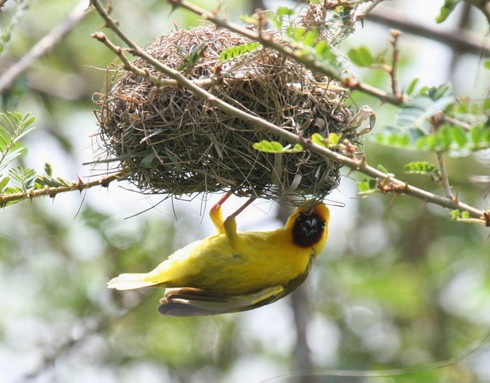 Northern Brown-throated WeaverCanon 40DFocal length 400mm1/320 sec exposureF7.1ISO 400