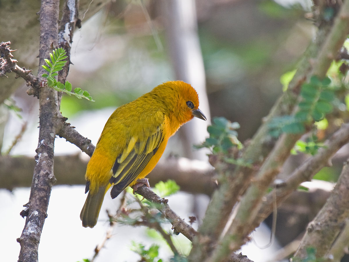 Orange WeaverCanon 40DFocal length 400mm1/125 sec exposureF7.1ISO 400