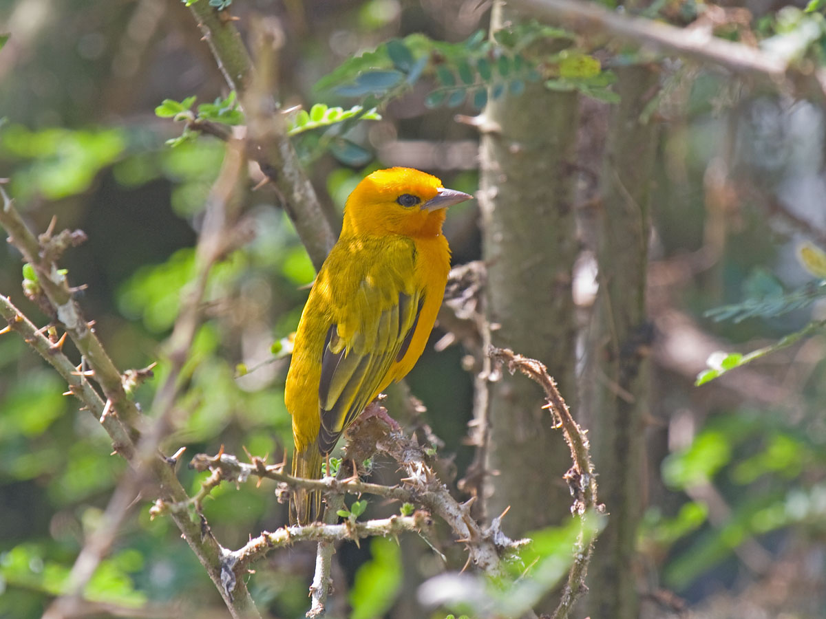 Orange WeaverCanon 40DFocal length 400mm1/100 sec exposureF7.1ISO 400