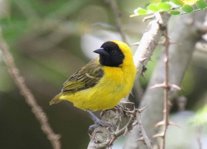 Slender-billed WeaverCanon 40DFocal length 400mm1/100 sec exposureF7.1ISO 400