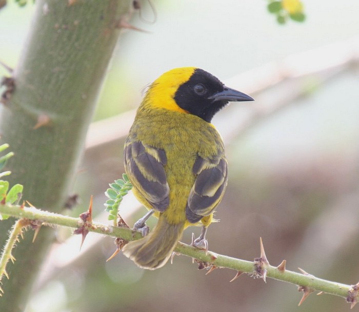 Slender-billed WeaverCanon 40DFocal length 400mm1/100 sec exposureF7.1ISO 400