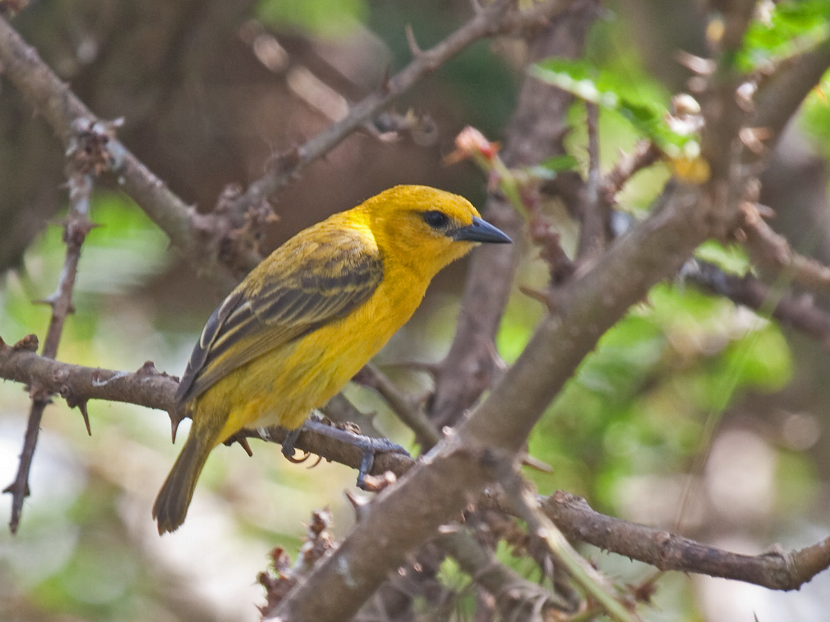 Slender-billed WeaverCanon 40DFocal length 400mm1/125 sec exposureF7.1ISO 400