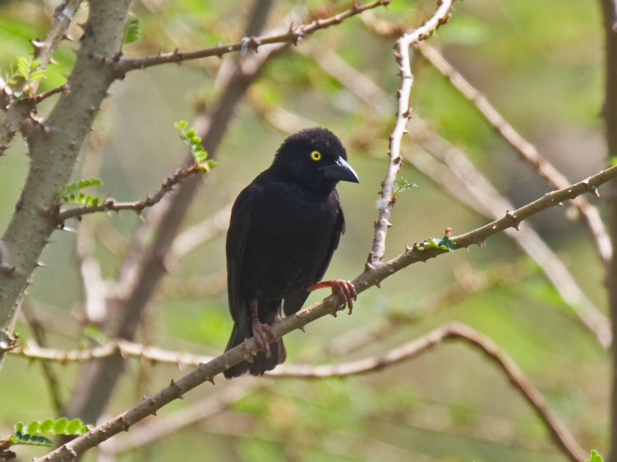 Vieillot's Black WeaverCanon 40DFocal length 400mm1/250 sec exposureF7.1ISO 400