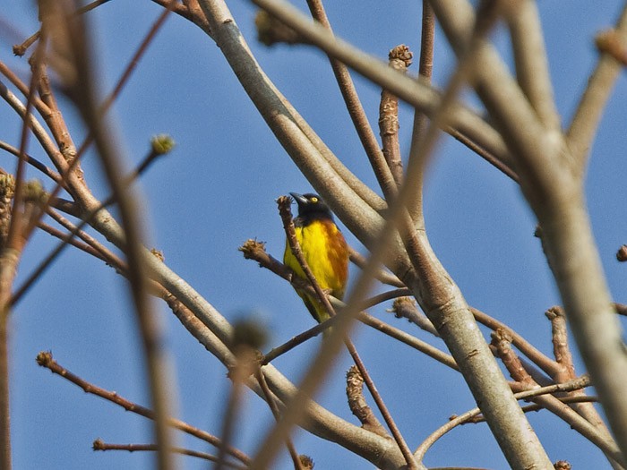 Weyns's WeaverCanon 7DFocal length 420mm1/640 sec exposureF5ISO 320