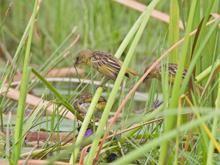 Black-headed WeaverCanon 7DFocal length 420mm1/320 sec exposureF7.1ISO 400