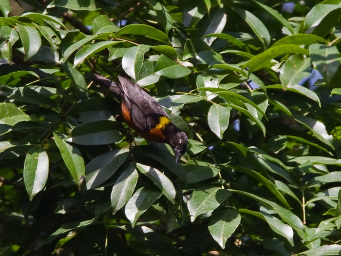 Yellow-mantled WeaverCanon 7DFocal length 420mm1/200 sec exposureF7.1ISO 320