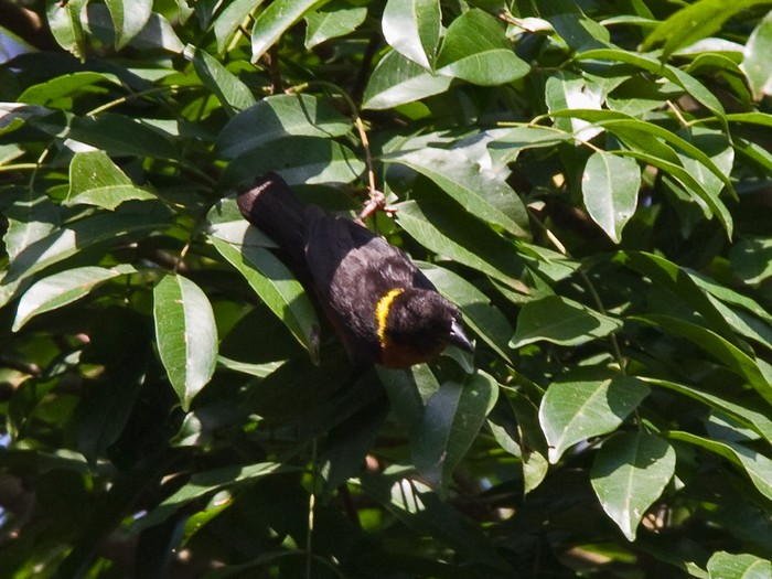 Yellow-mantled WeaverCanon 7DFocal length 420mm1/200 sec exposureF7.1ISO 320