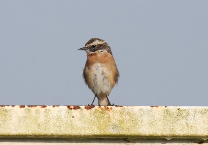 WhinchatCanon 40DFocal length 400mm1/1000 sec exposureF7.1ISO 400