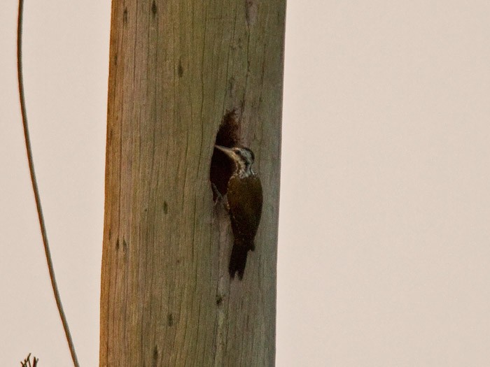 Yellow-crested WoodpeckerCanon 7DFocal length 420mm1/80 sec exposureF5.6ISO 500
