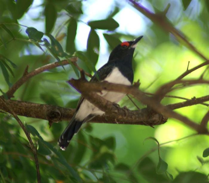 Black-throated Wattle-eye