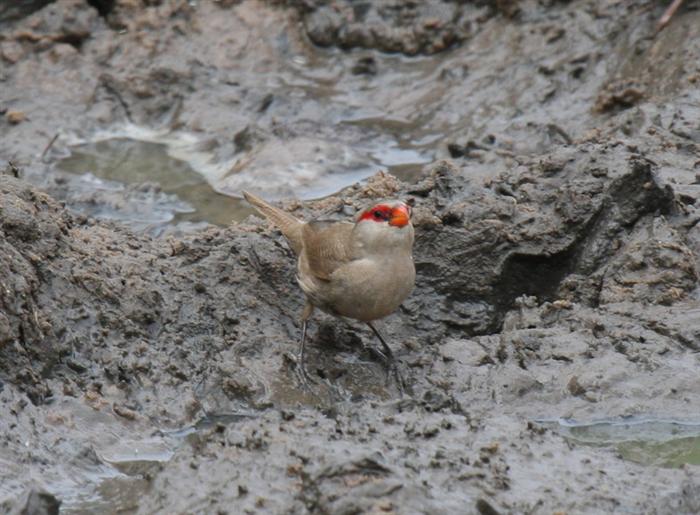 Common WaxbillCanon 40DFocal length 400mm