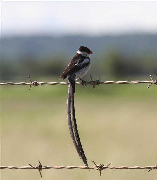 Pin-tailed Whydah