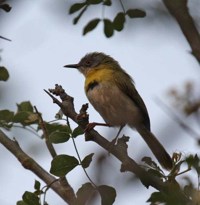 Yellow-breasted Apalis