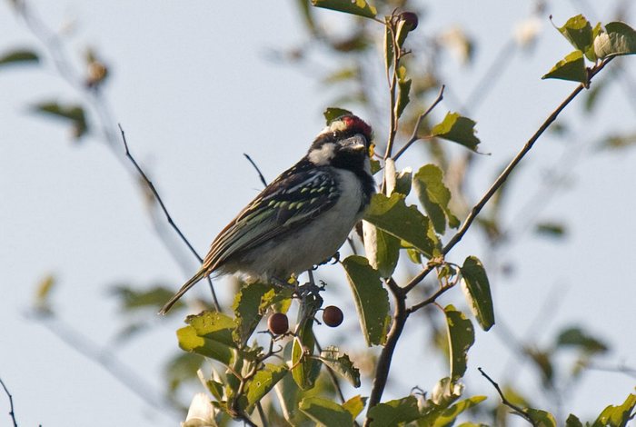Acacia Pied Barbet