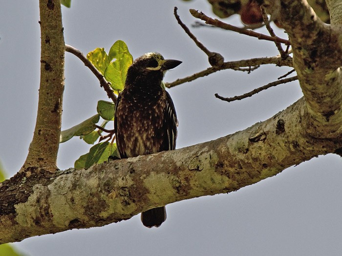 Whyte's BarbetCanon 7D600mm focal length1/1250 sec exposureF7.1ISO 200