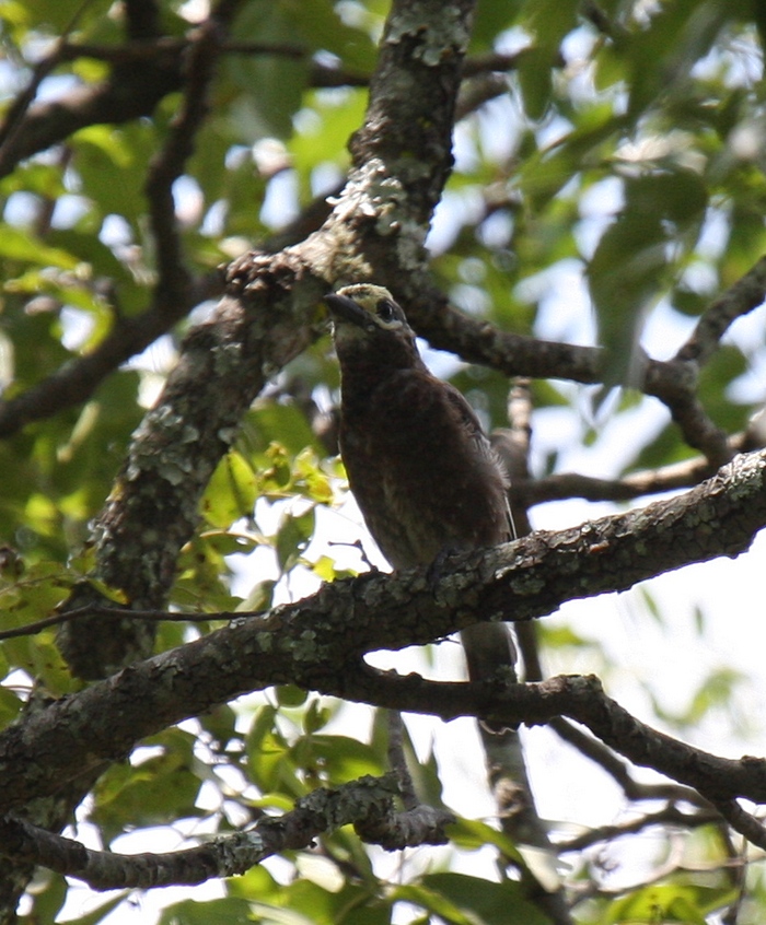 Whyte's BarbetCanon 40D400mm focal length