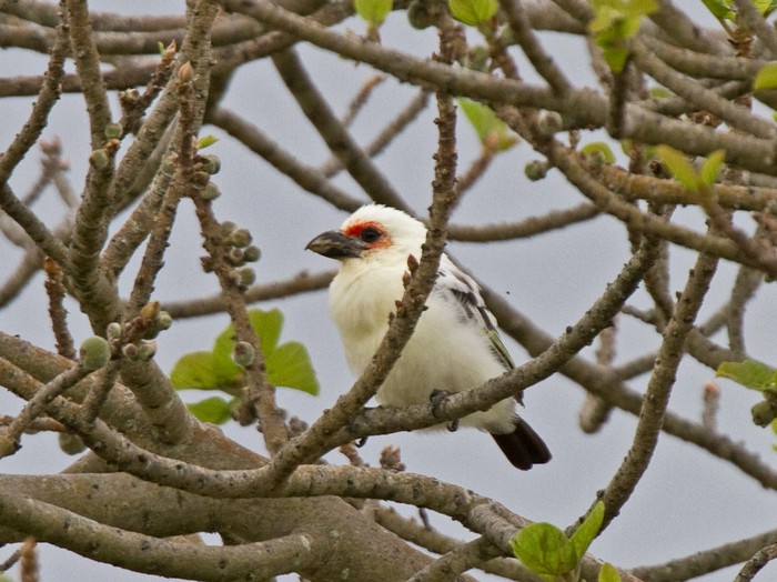 Chaplin's BarbetCanon 7D600mm focal length1/160 sec exposureF6.3ISO 320