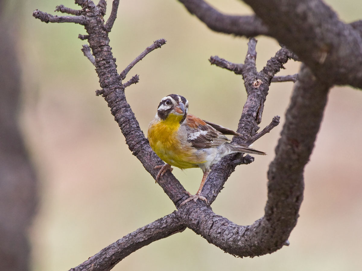 Golden-breasted BuntingCanon 50D400mm focal length1/320 sec exposureF7.1ISO 400