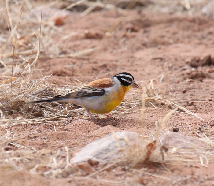 Golden-breasted BuntingCanon 40D400mm focal length