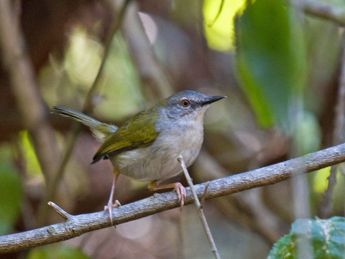 Green-backed Camaroptera