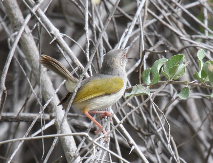 Grey-backed Camaroptera