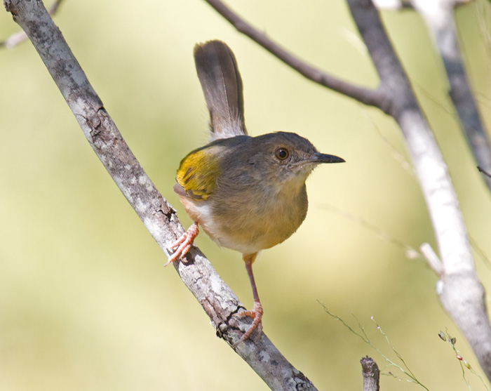Grey-backed Camaroptera
