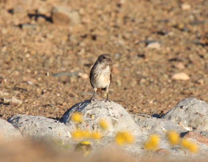 Black-headed Canary