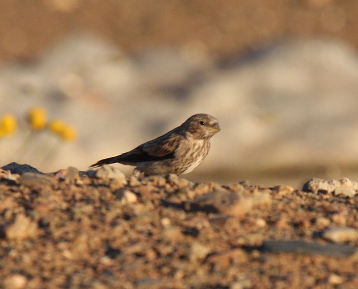 Black-headed Canary