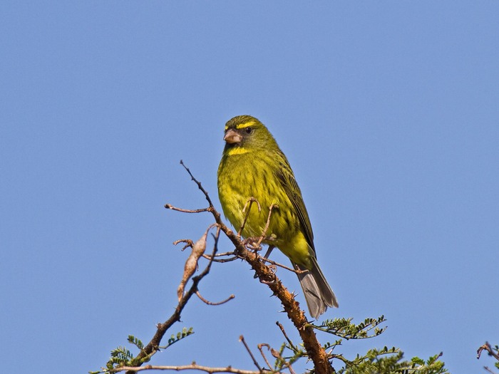 Forest CanaryCanon 7D600mm focal length1/1250 sec exposureF7.1ISO 400