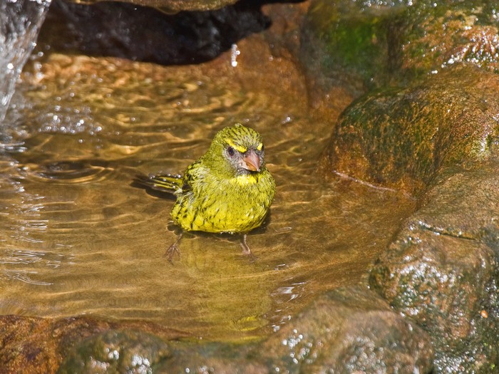 Forest CanaryCanon 7D600mm focal length1/250 sec exposureF7.1ISO 400