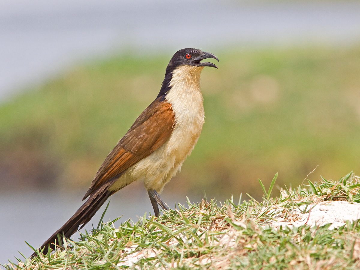 Coppery-tailed Coucal