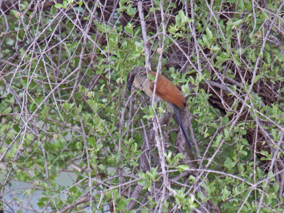 White-browed Coucal