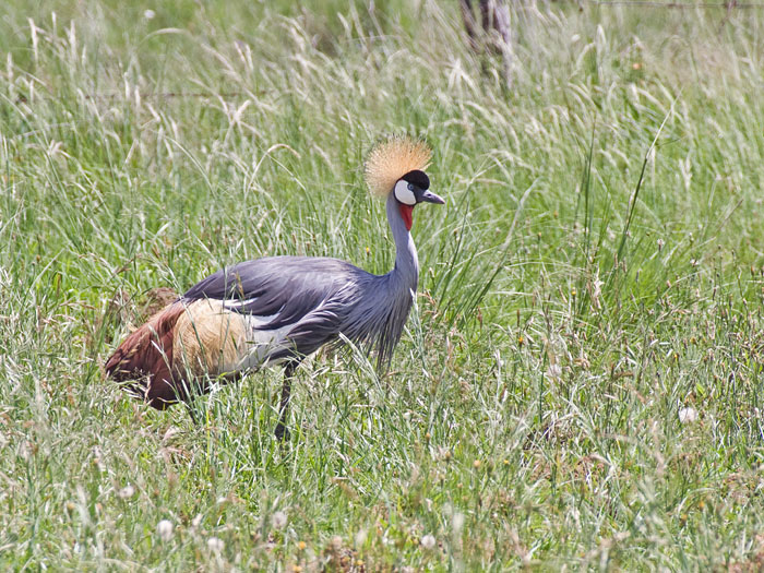 Grey Crowned Crane