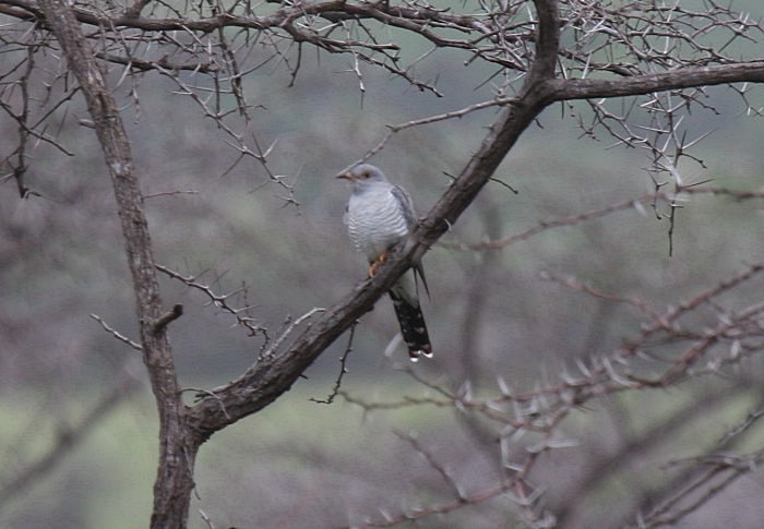 African Cuckoo