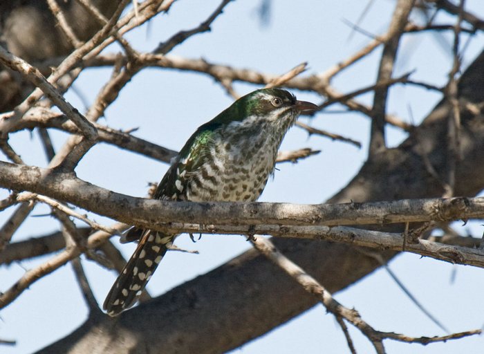 Diderick Cuckoo