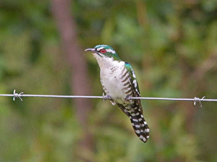 Diderick Cuckoo