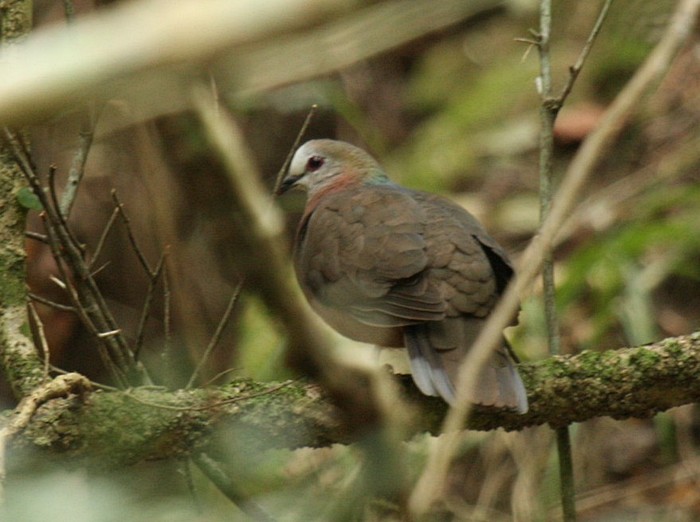White-throated Canary