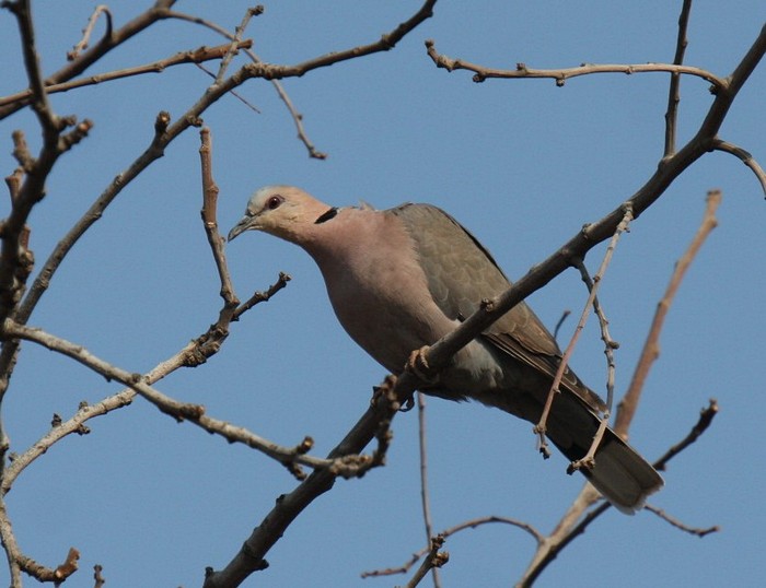 Red-eyed Dove