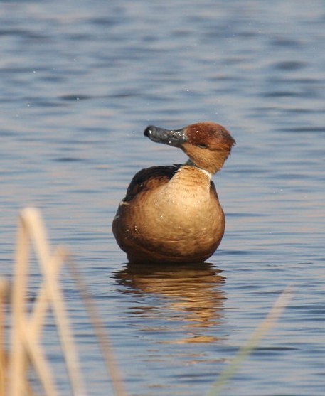 Fulvous Duck