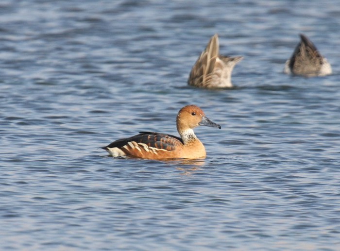 Fulvous Duck