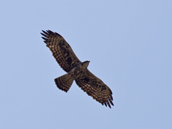 Ayres's Hawk-Eagle
