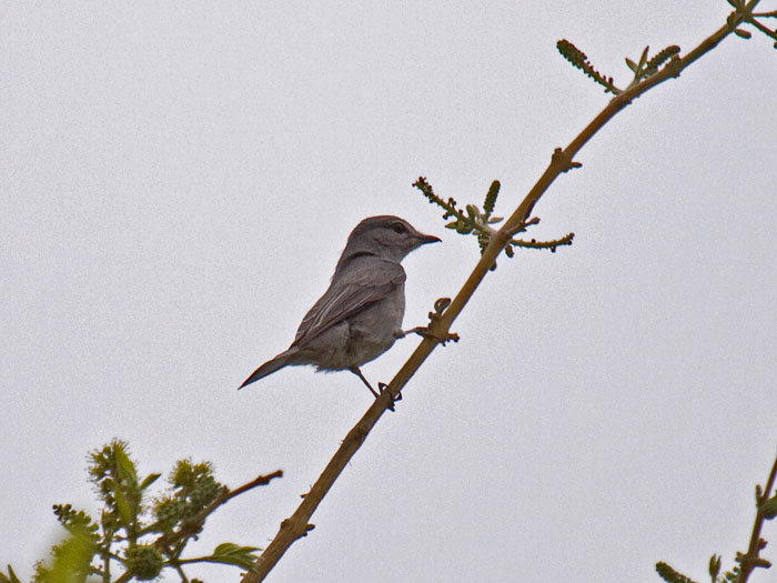 Ashy Flycatcher