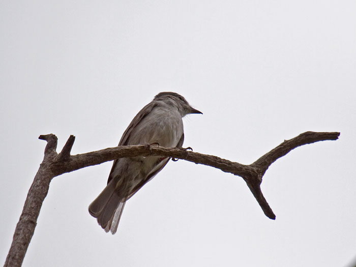 Ashy Flycatcher