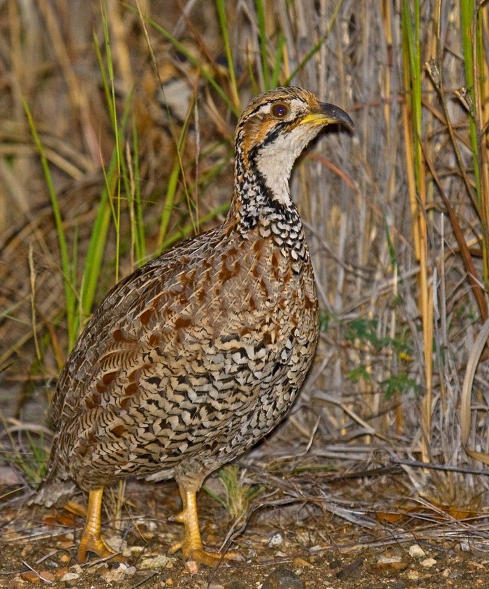 Shelley's Francolin