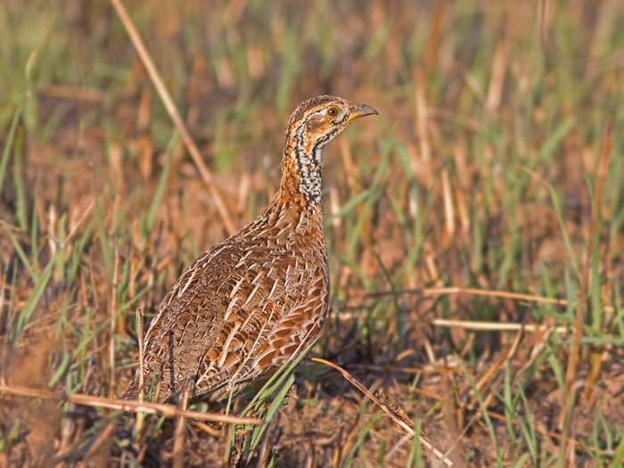 Shelley's Francolin