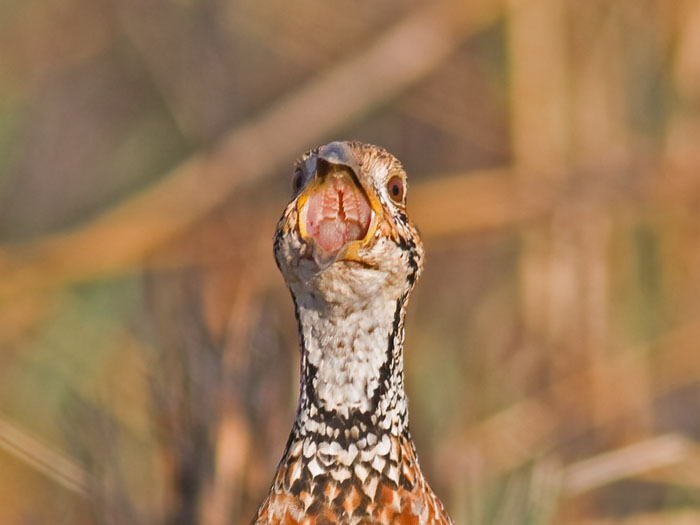 Shelley's Francolin