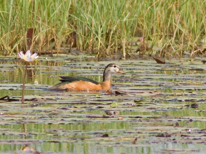 African Pygmy-Goose